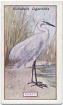 Egret.