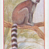 Lemur.