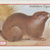 Marmot.