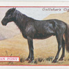 Siberian Pony.