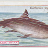 Basking Shark.