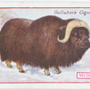 Musk Ox.