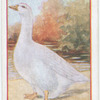 Goose.
