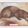 Polecat.