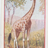 Giraffe.