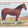 Horse.
