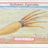 Cuttle-fish.