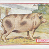 Berkshire Pig.