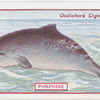 Porpoise.