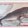 Sperm Whale.