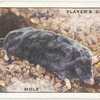 Mole.