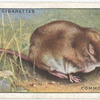 Common Shrew.