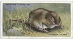 Common Shrew.