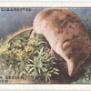 Pigmy, or Lesser, Shrew.