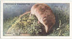 Pigmy, or Lesser, Shrew.