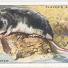 Water Shrew.