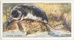 Water Shrew.
