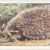 Hedgehog.