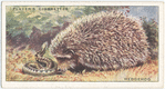 Hedgehog.