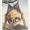 Lesser Horseshoe Bat.