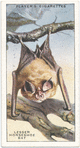 Lesser Horseshoe Bat.