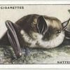 Natterer's Bat.