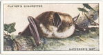 Natterer's Bat.
