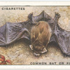 Common Bat or Pipistrelle.