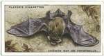 Common Bat or Pipistrelle.
