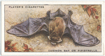 Common Bat or Pipistrelle.