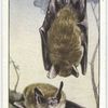 Whiskered Bats.