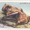 Great Bat or Noctule.