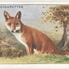 Fox.