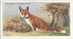 Fox.