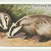 Badgers.