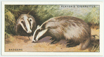 Badgers.