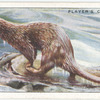 Otter.