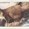 Pine Marten.