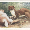 Stoat.