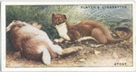 Stoat.