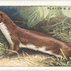 Weasel.