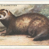 Polecat.