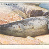Grey Seal.