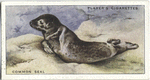 Common Seal.