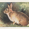 Rabbit.