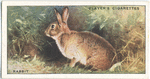 Rabbit.