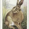 Brown Hare.