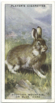 Scottish Mountain, or Blue, Hare.