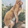Irish Hare.