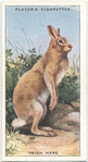 Irish Hare.